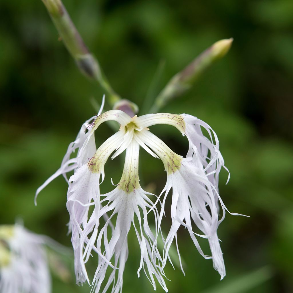 Dianthus superbus - Oeillet superbe