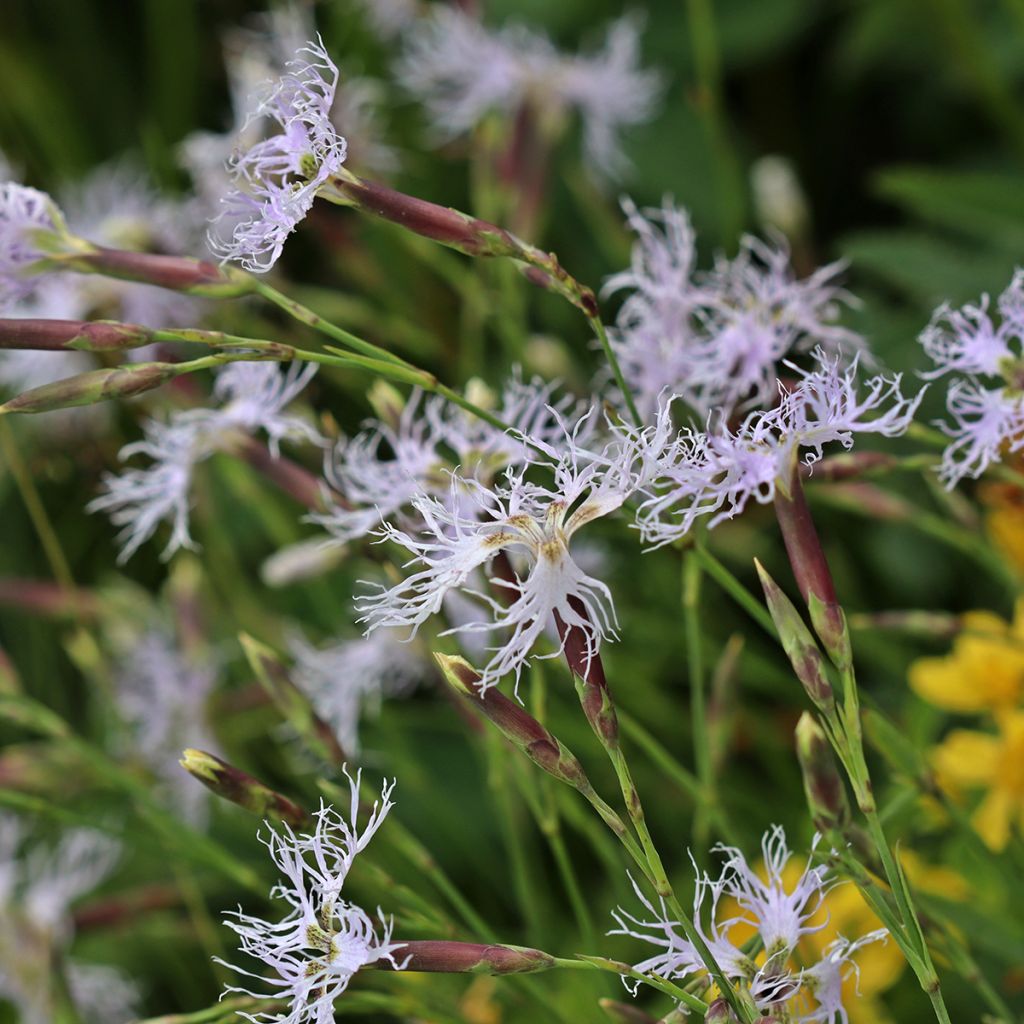 Dianthus superbus - Oeillet superbe