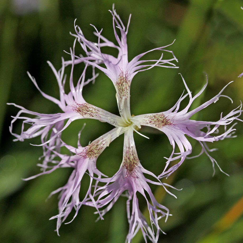 Dianthus superbus - Oeillet superbe