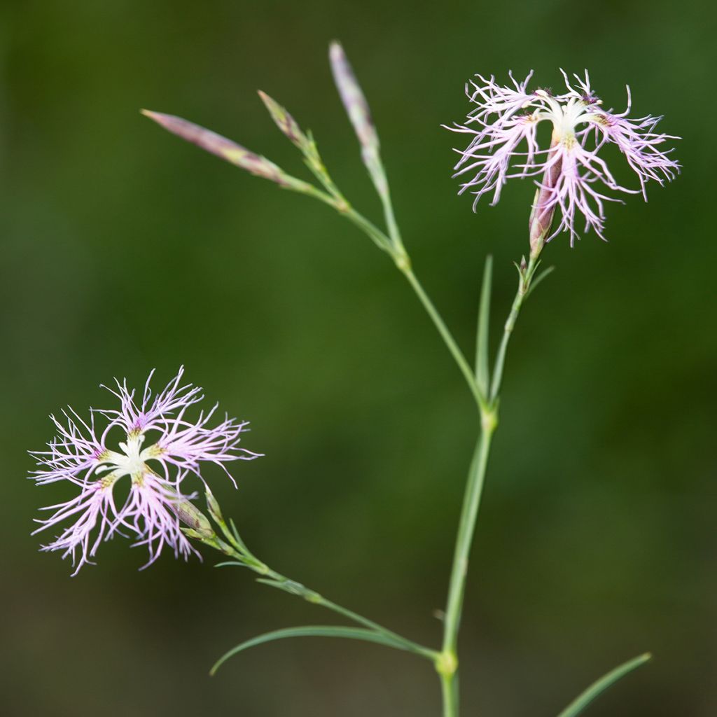 Dianthus superbus - Oeillet superbe