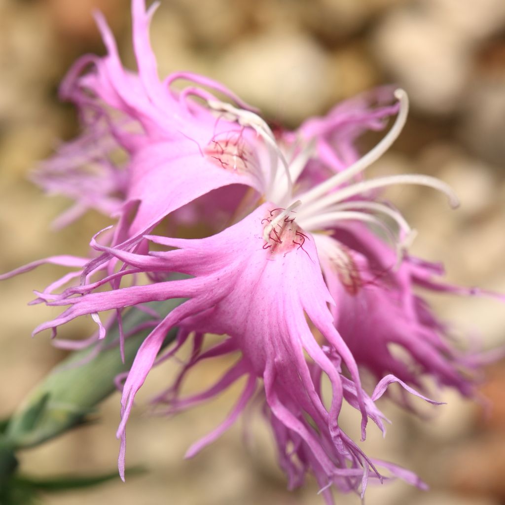 Dianthus superbus Primadonna, Oeillet