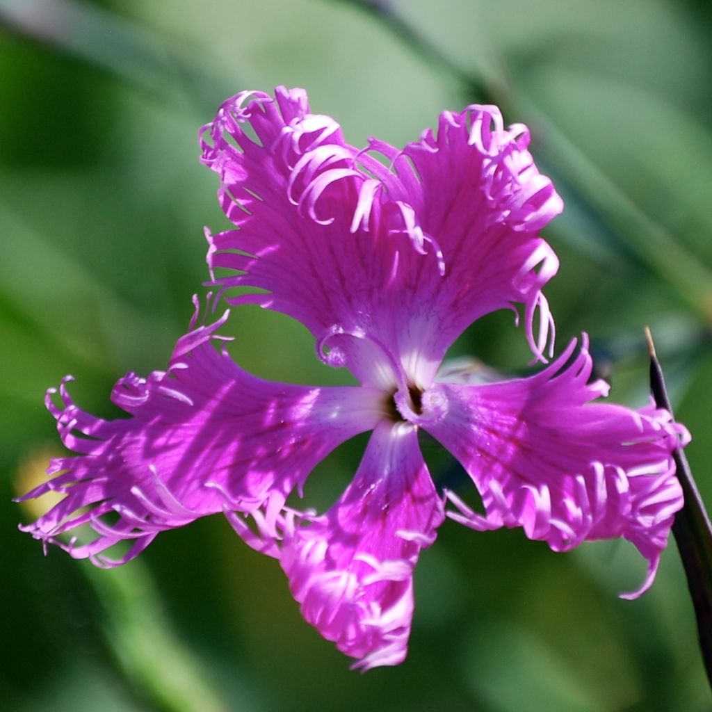 Dianthus superbus Primadonna, Oeillet