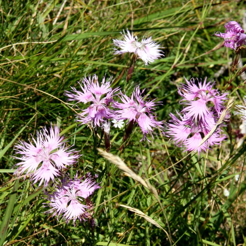 Dianthus superbus Primadonna, Oeillet