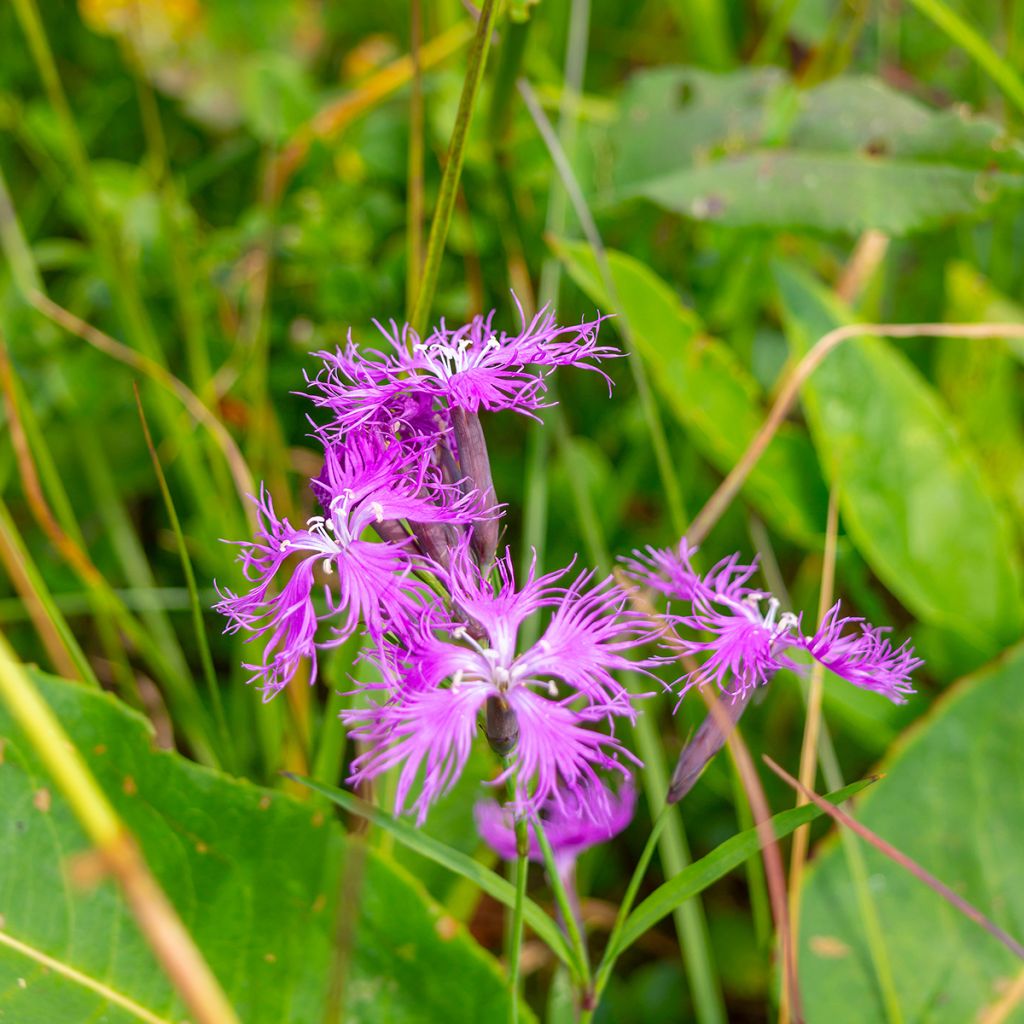 Dianthus superbus Primadonna - Oeillet superbe