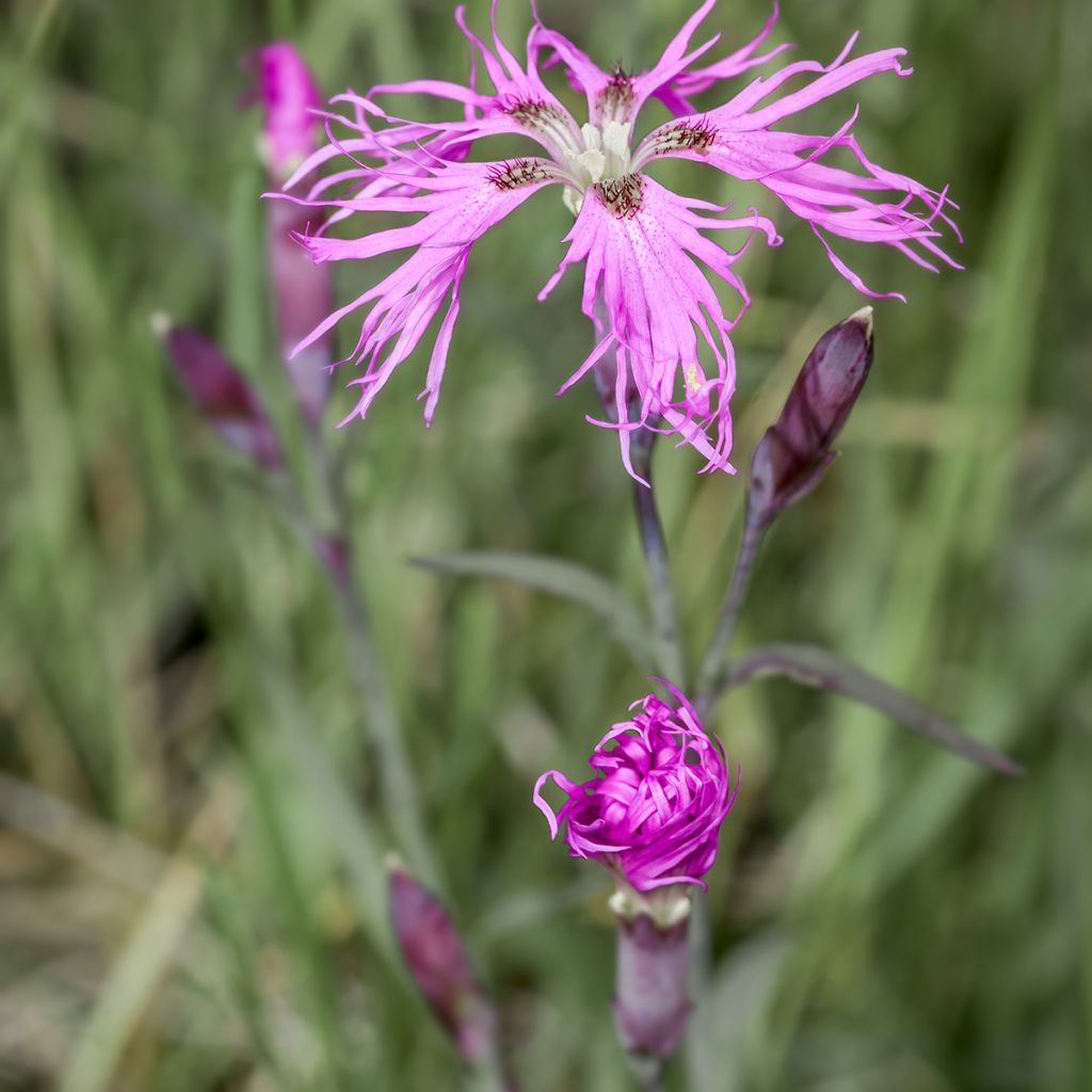 Dianthus superbus Primadonna - Oeillet superbe