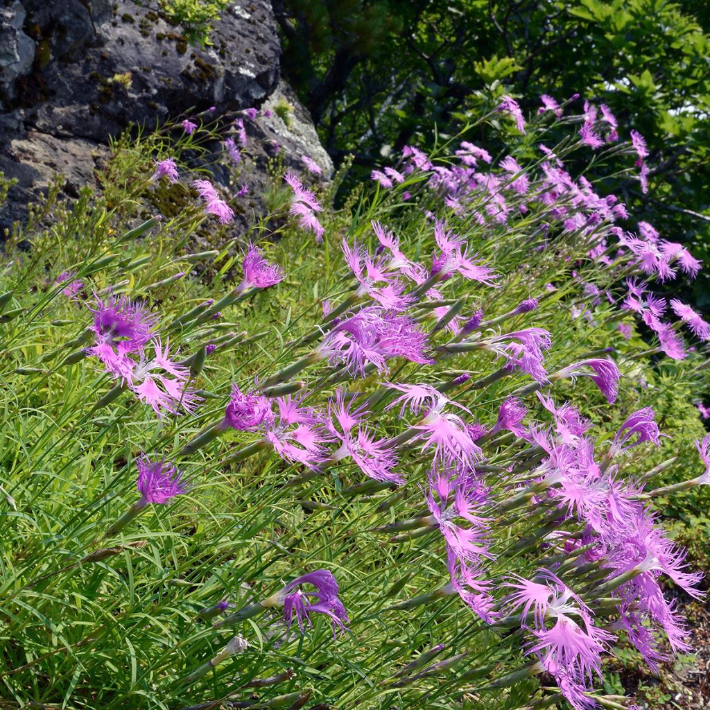 Dianthus superbus Primadonna - Oeillet superbe