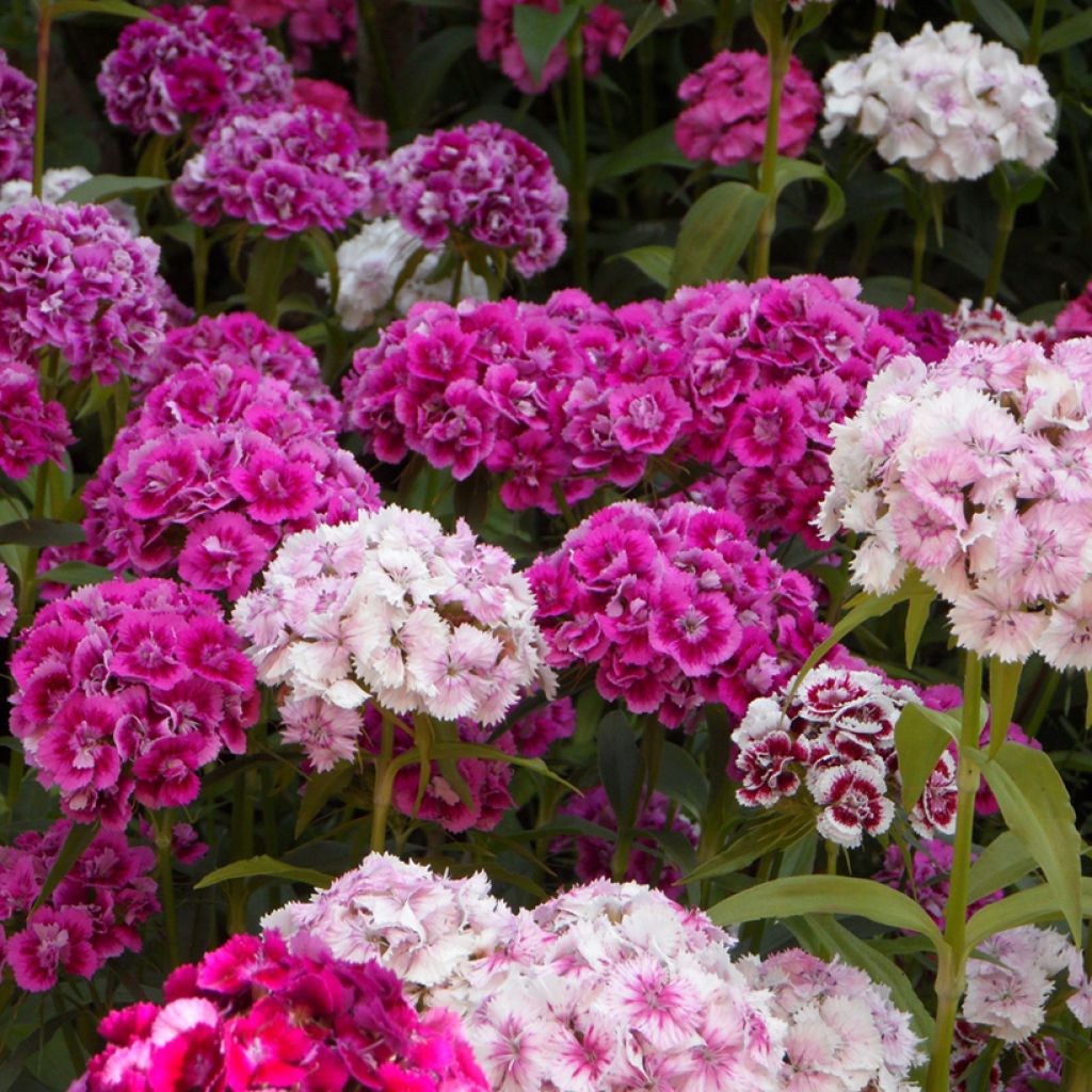Graines d'Oeillet de Poète à fleurs doubles en mélange - Dianthus barbatus