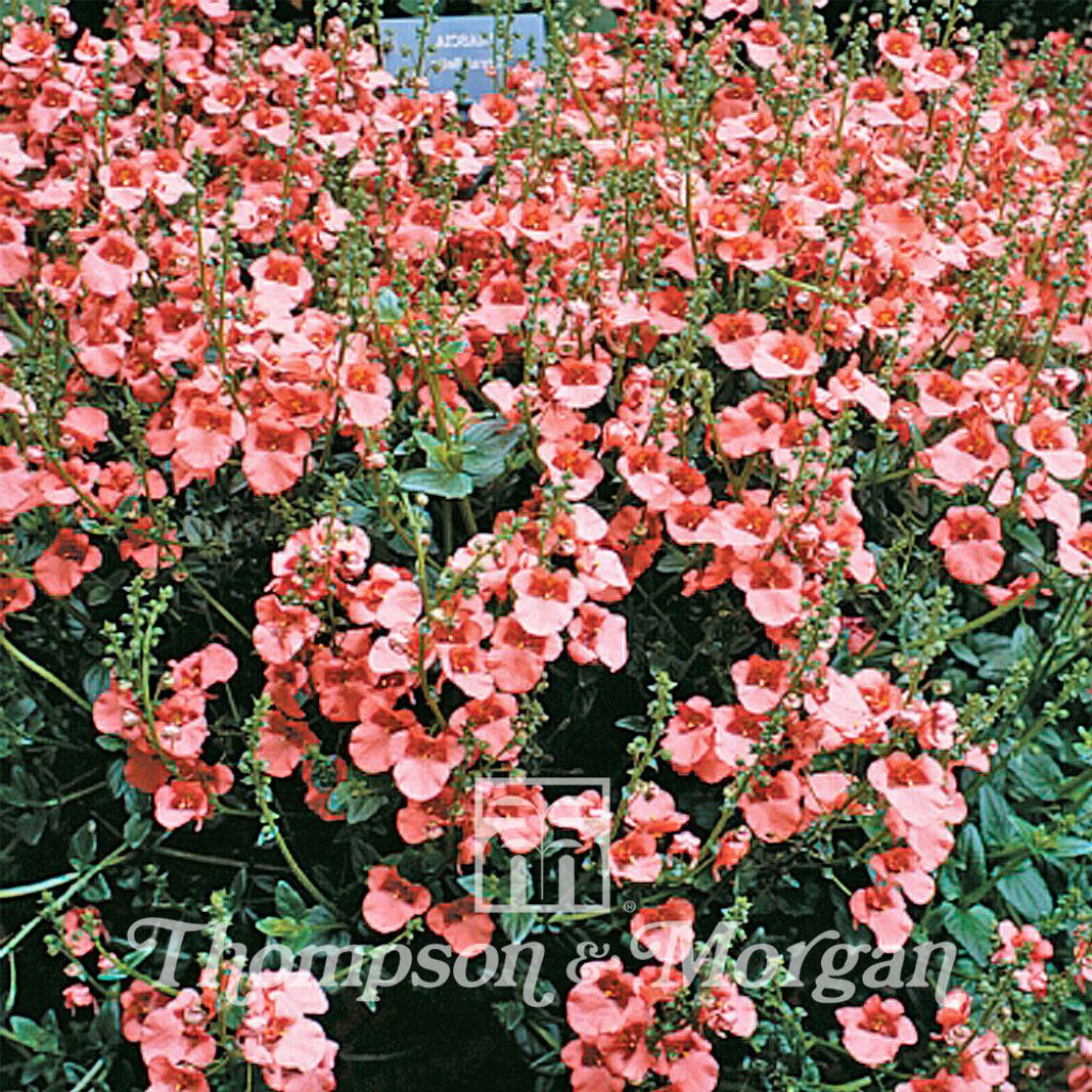 Graines de Diascia barberae Apricot Queen - Diascie abricot