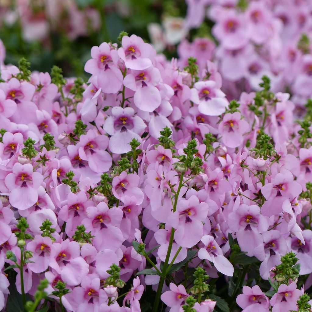 Diascia Breeze Plus Pastel - Diascie rose pâle