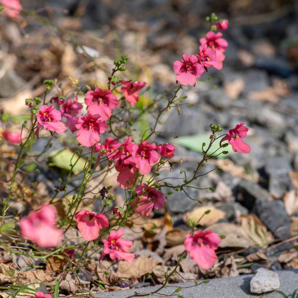 Diascia fetcaniensis - Diascie rose vif