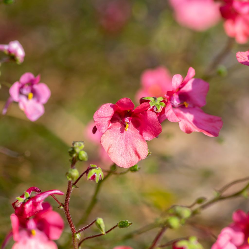 Diascia fetcaniensis - Diascie rose vif