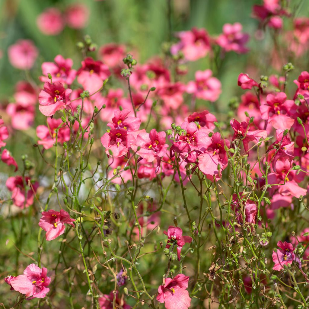 Diascia fetcaniensis - Diascie rose vif