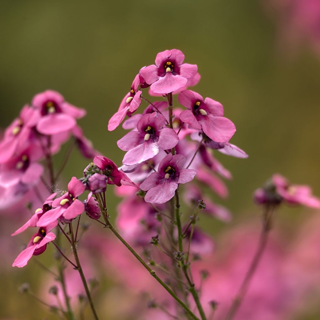 Diascia personata - Diascie