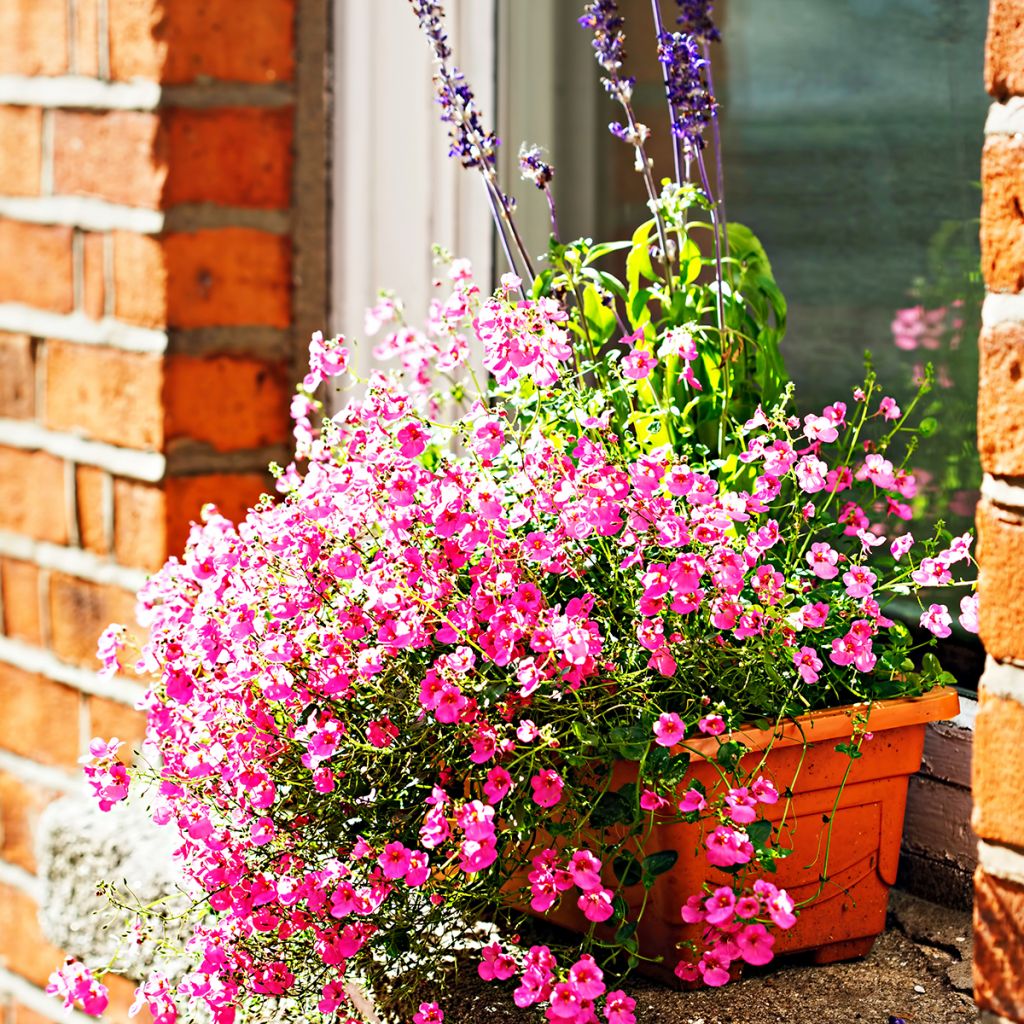 Diascia personata - Diascie