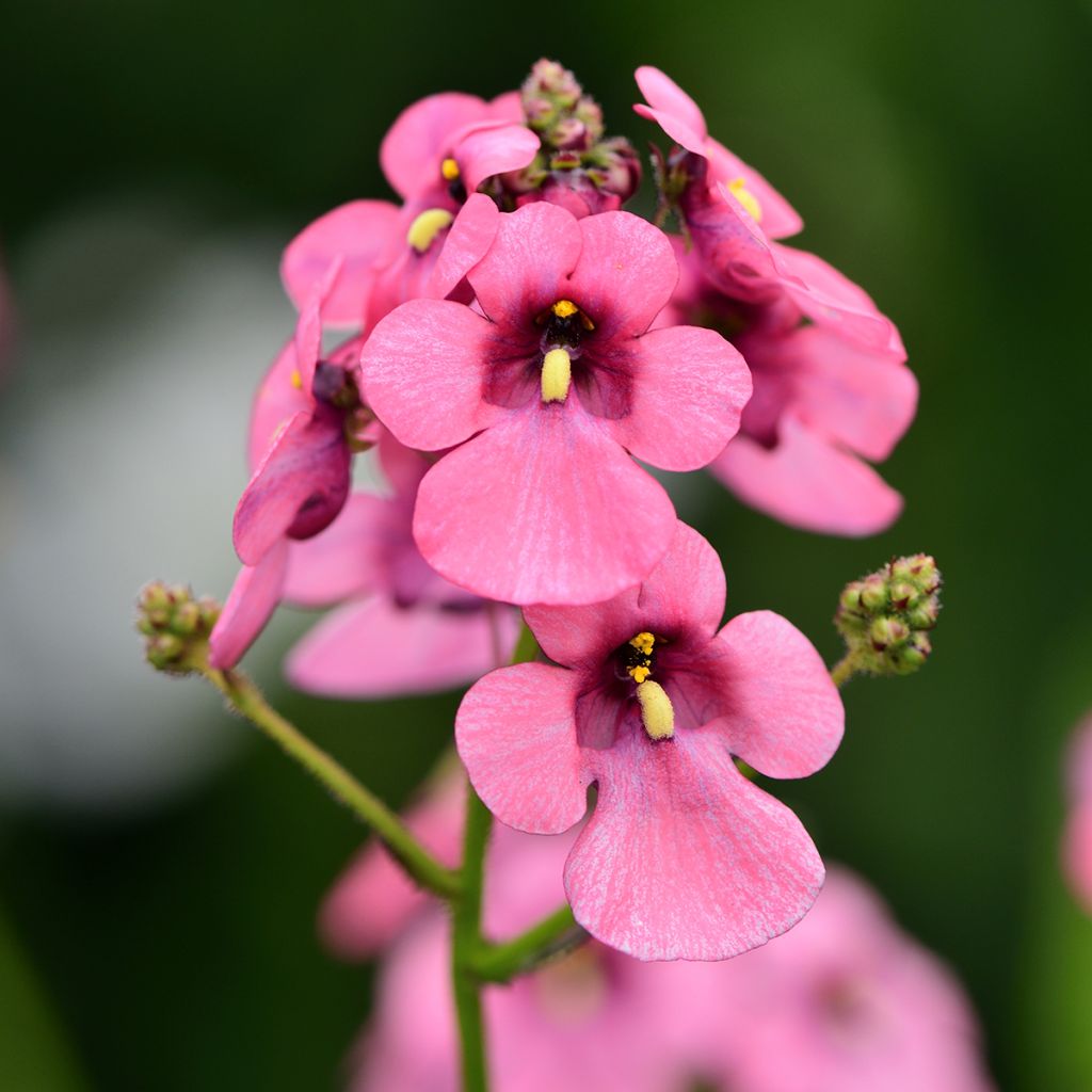 Diascia personata - Diascie