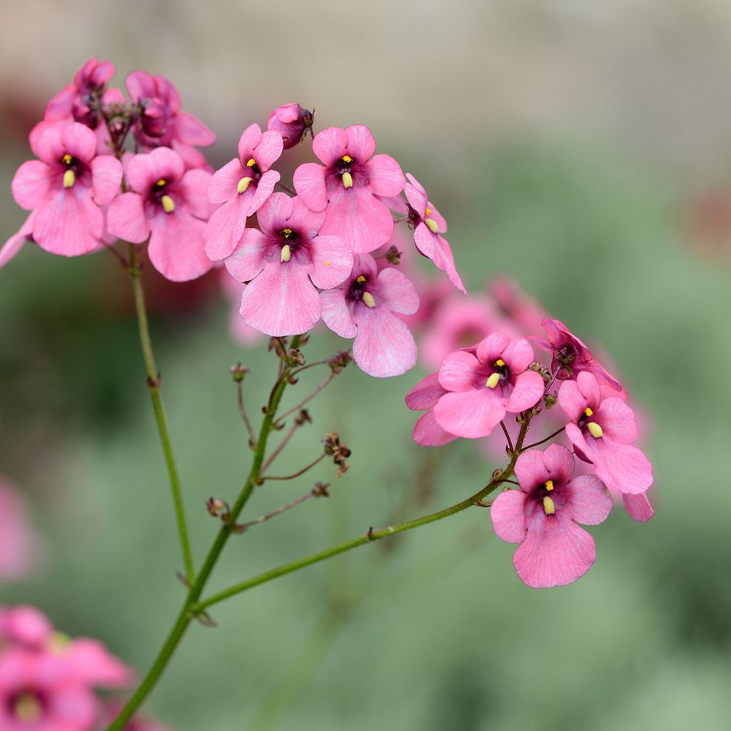 Diascia personata - Diascie