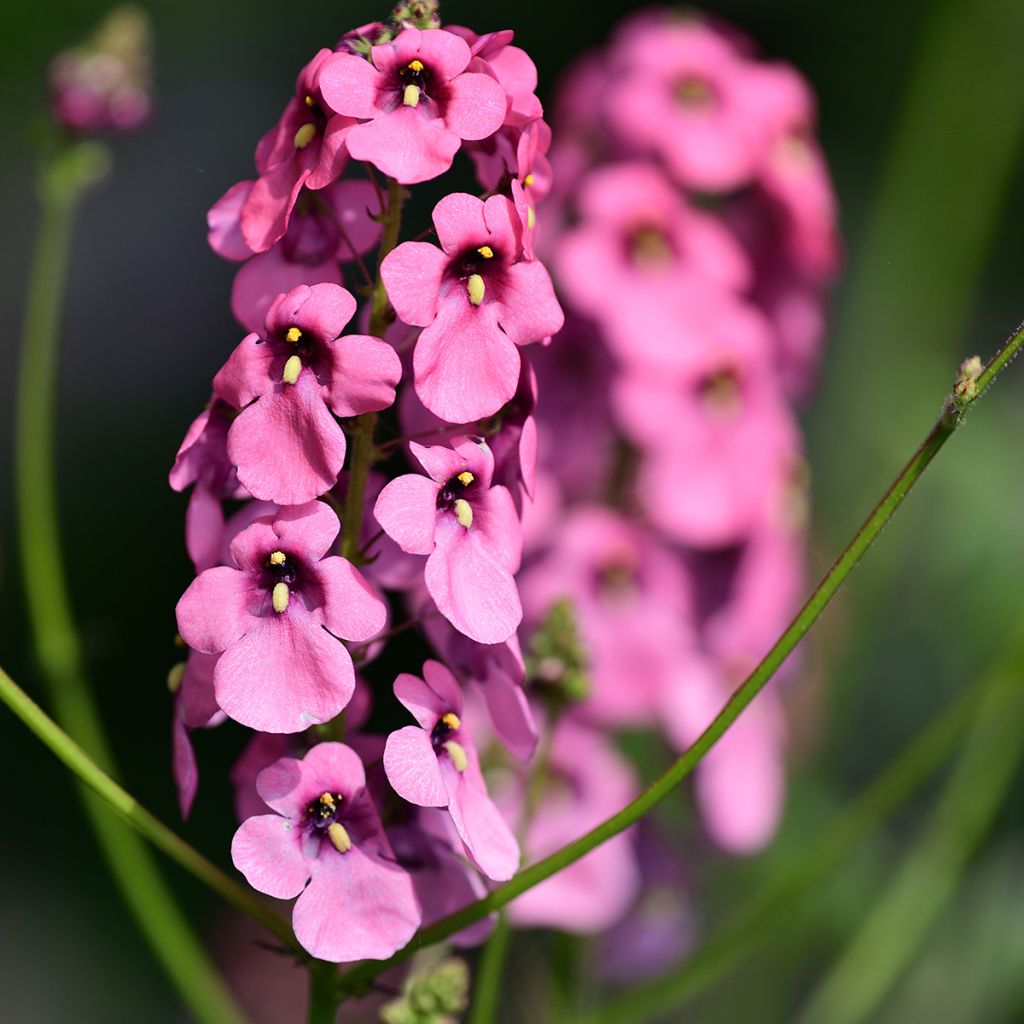 Diascia personata - Diascie