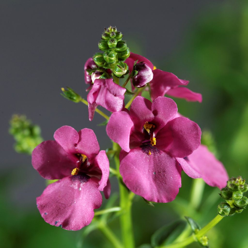 Diascia personata - Diascie