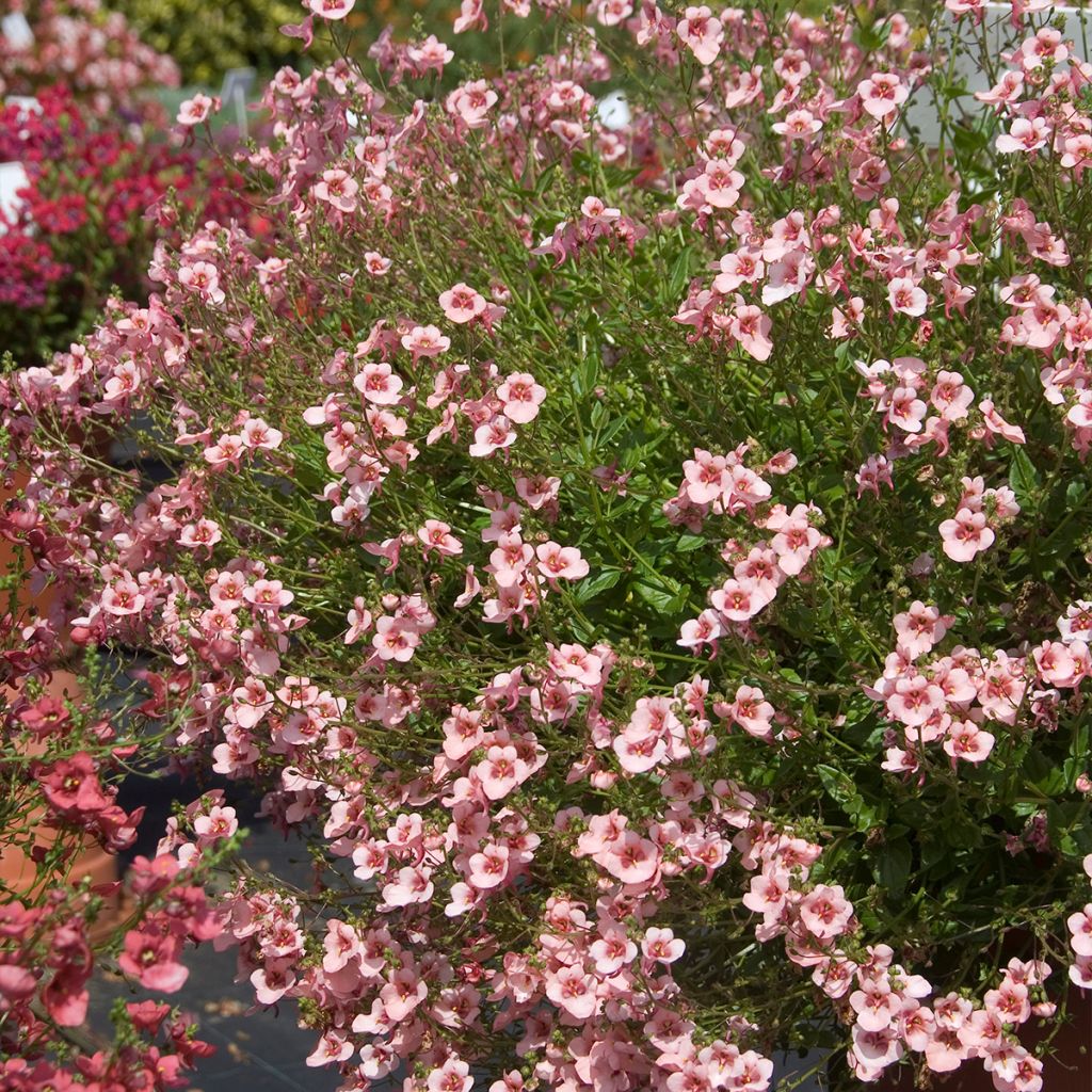 Diascia vigilis (= elegans) - Diascie