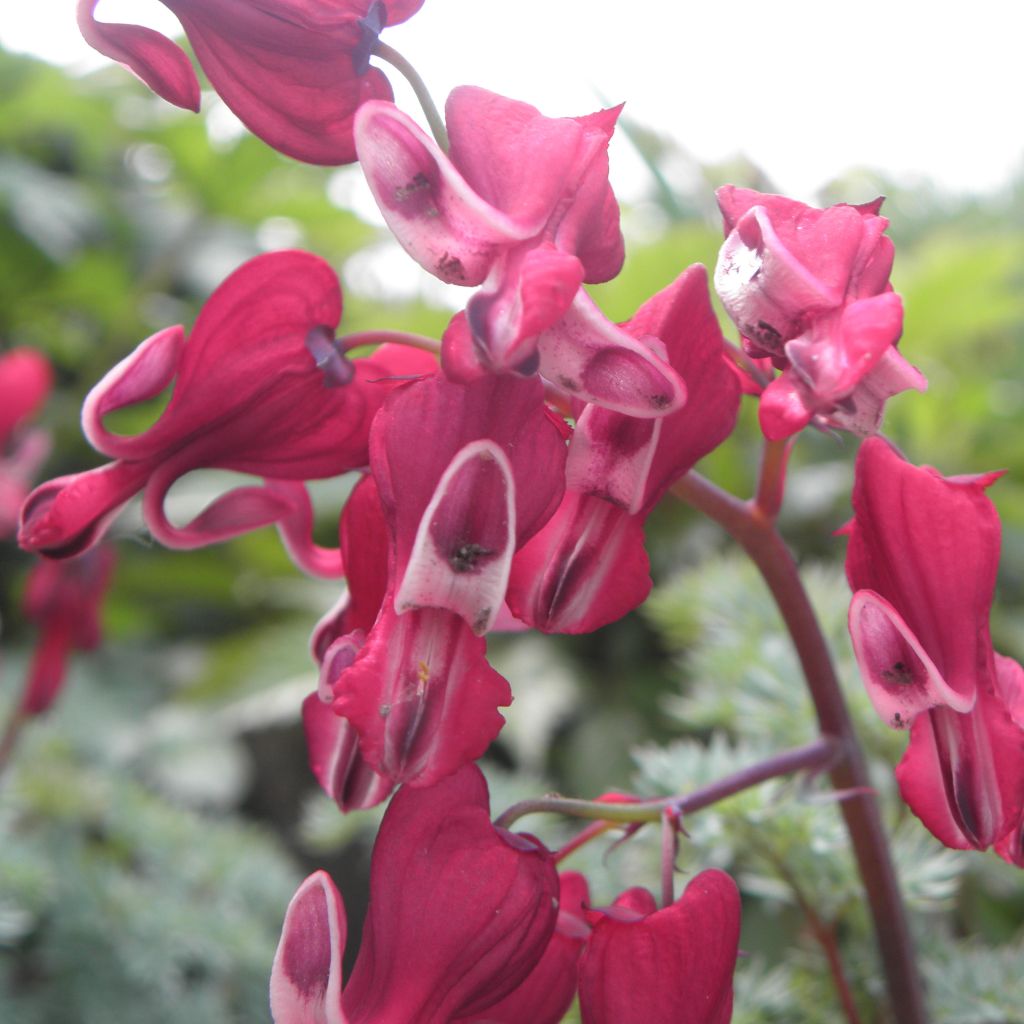 Coeur de Marie rouge - Dicentra Burning Hearts®