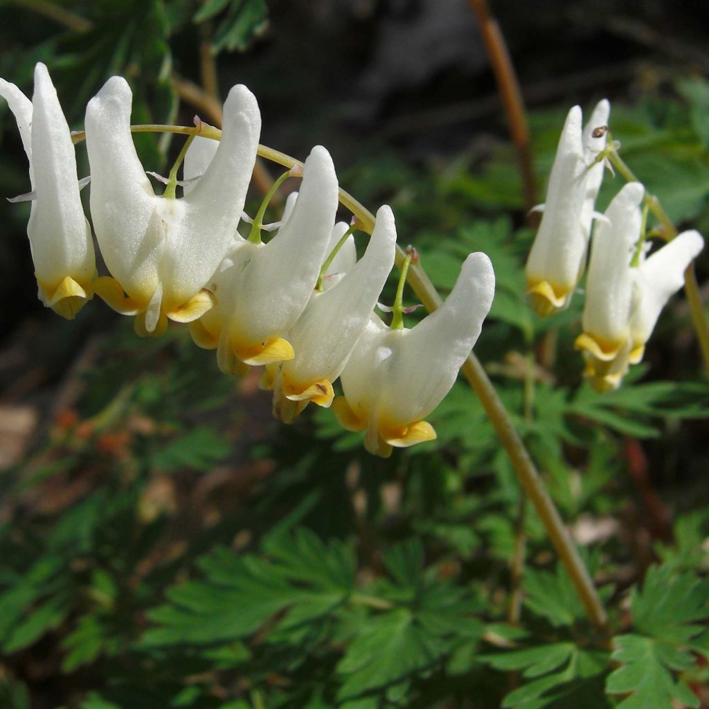 Dicentra cucullaria - dicentre à capuchon 