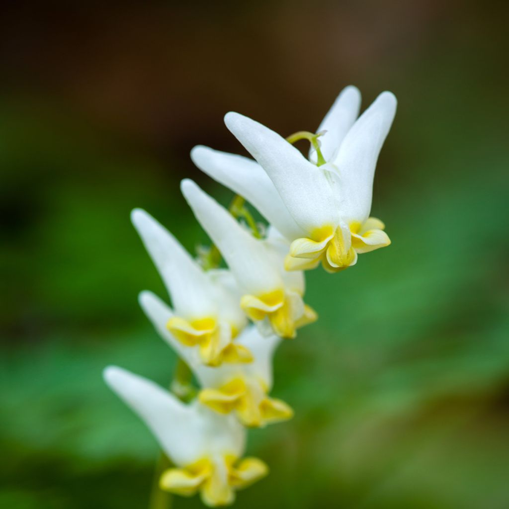 Dicentra cucullaria - dicentre à capuchon 