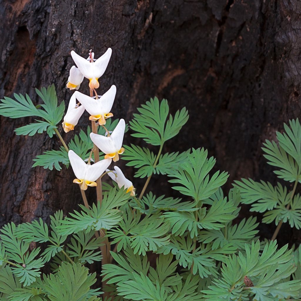 Dicentra cucullaria - dicentre à capuchon 