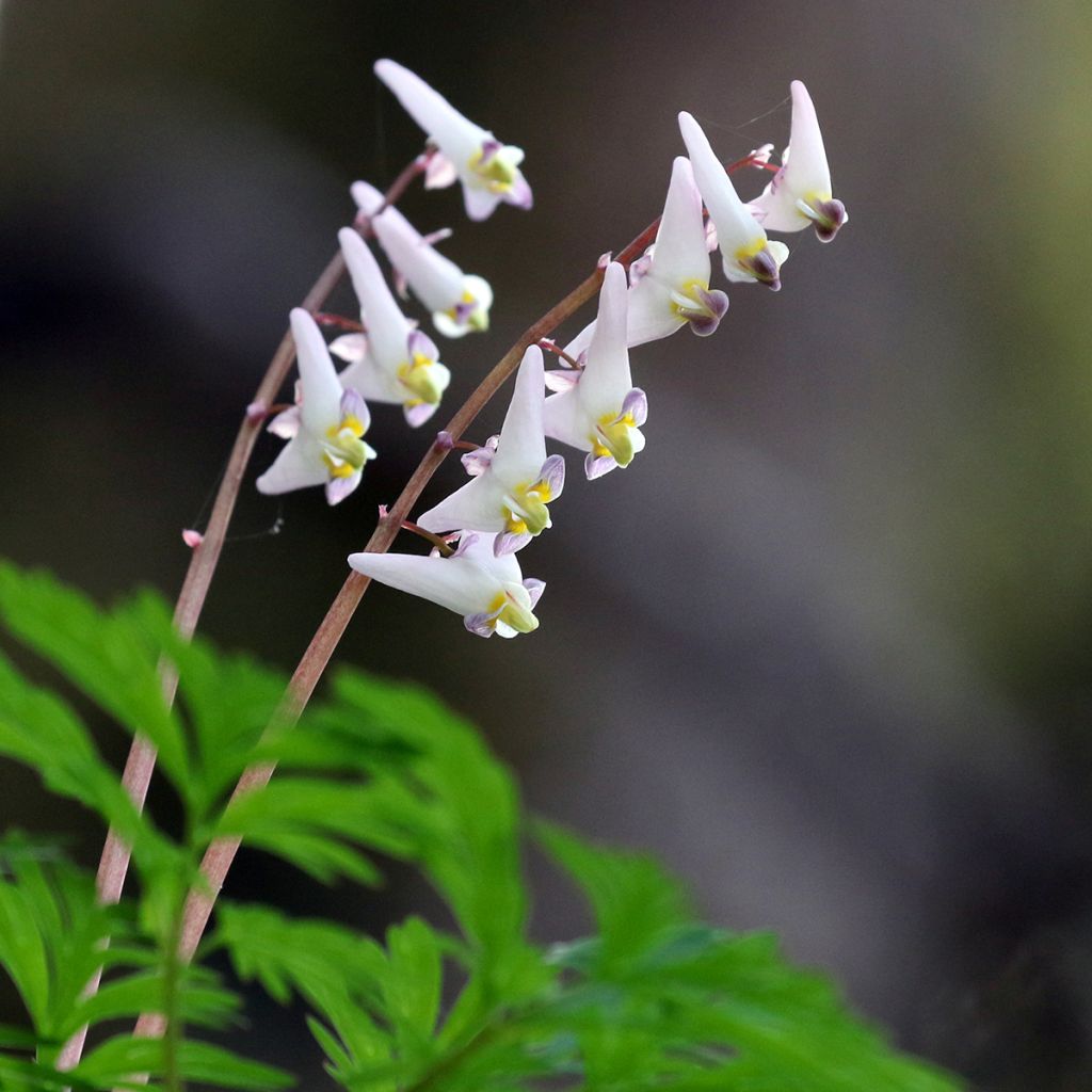 Dicentra cucullaria - dicentre à capuchon 