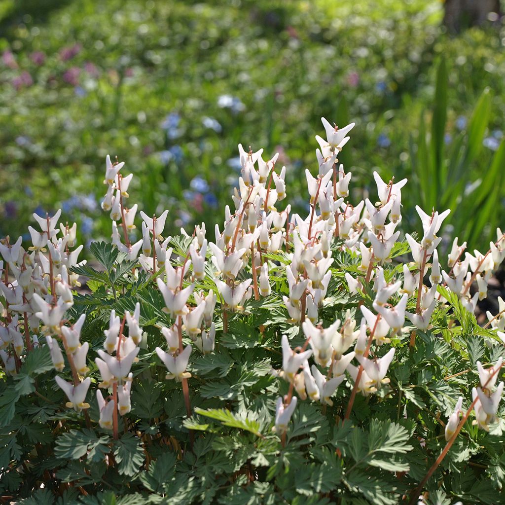 Dicentra cucullaria - dicentre à capuchon 