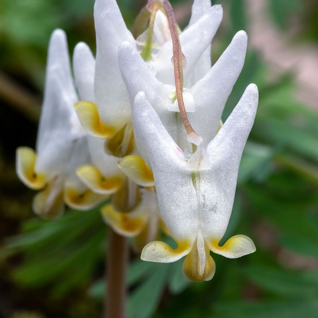 Dicentra cucullaria - dicentre à capuchon 