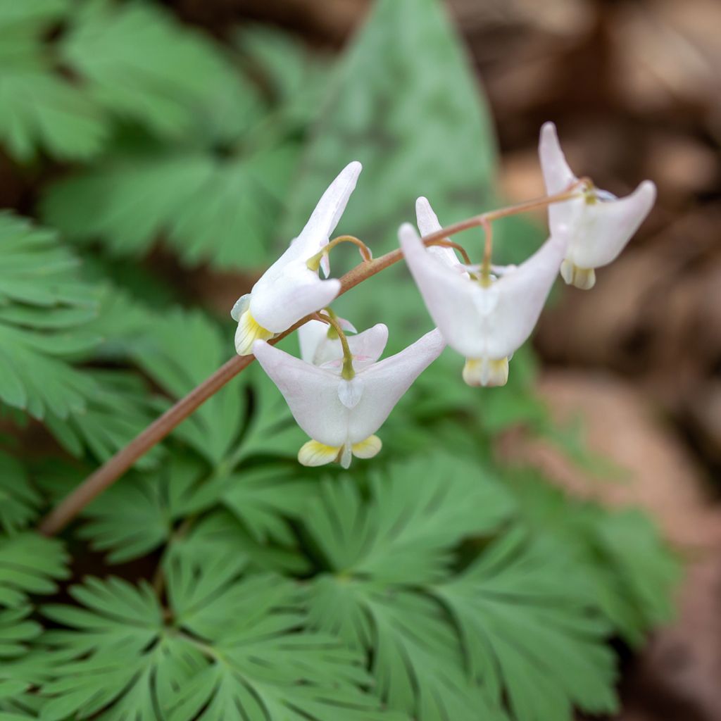 Dicentra cucullaria - dicentre à capuchon 