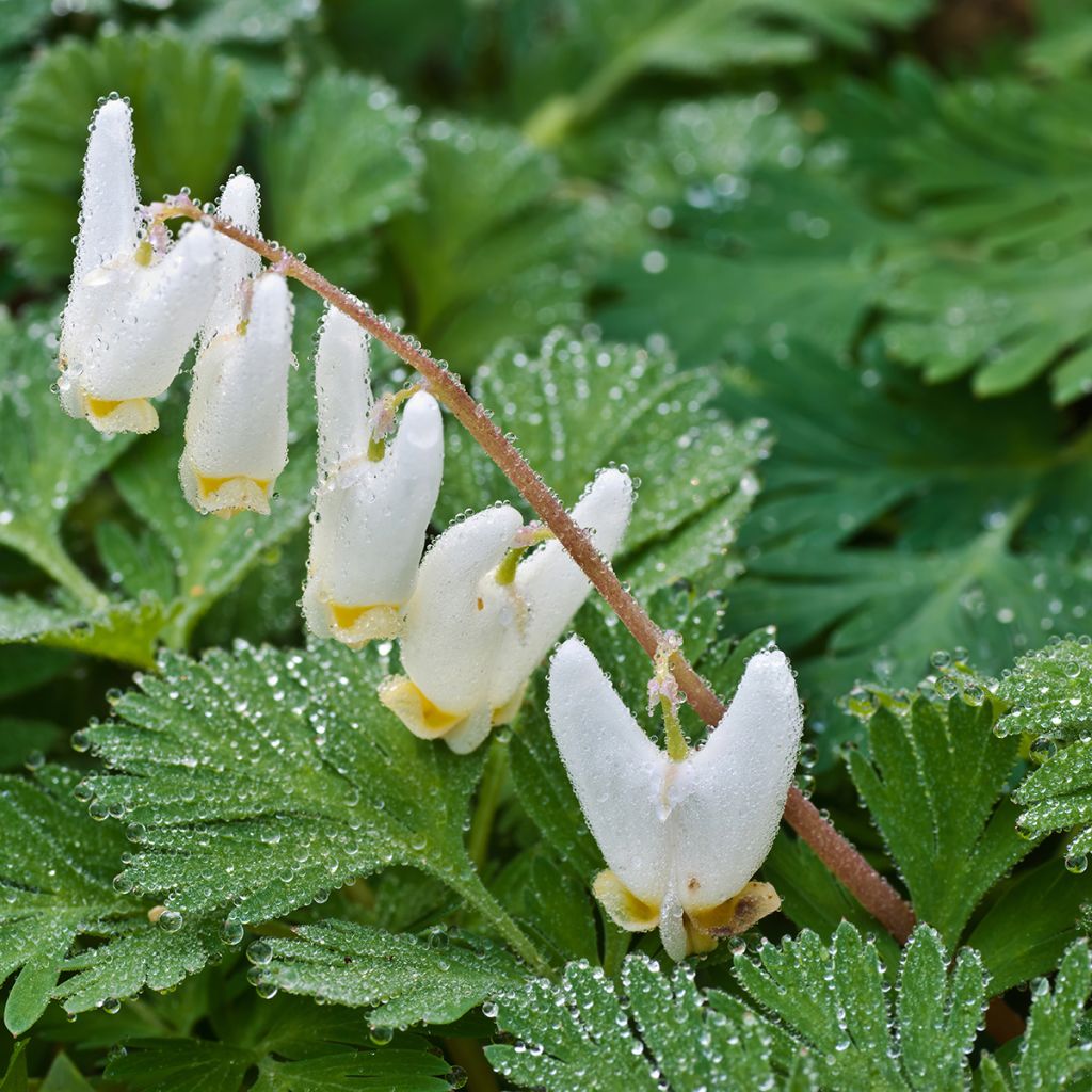 Dicentra cucullaria - dicentre à capuchon 