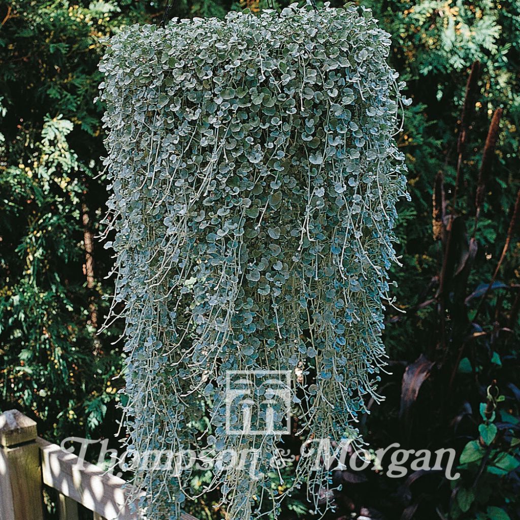 Graines de Dichondra argentée - Dichondra argentea Silver Falls 