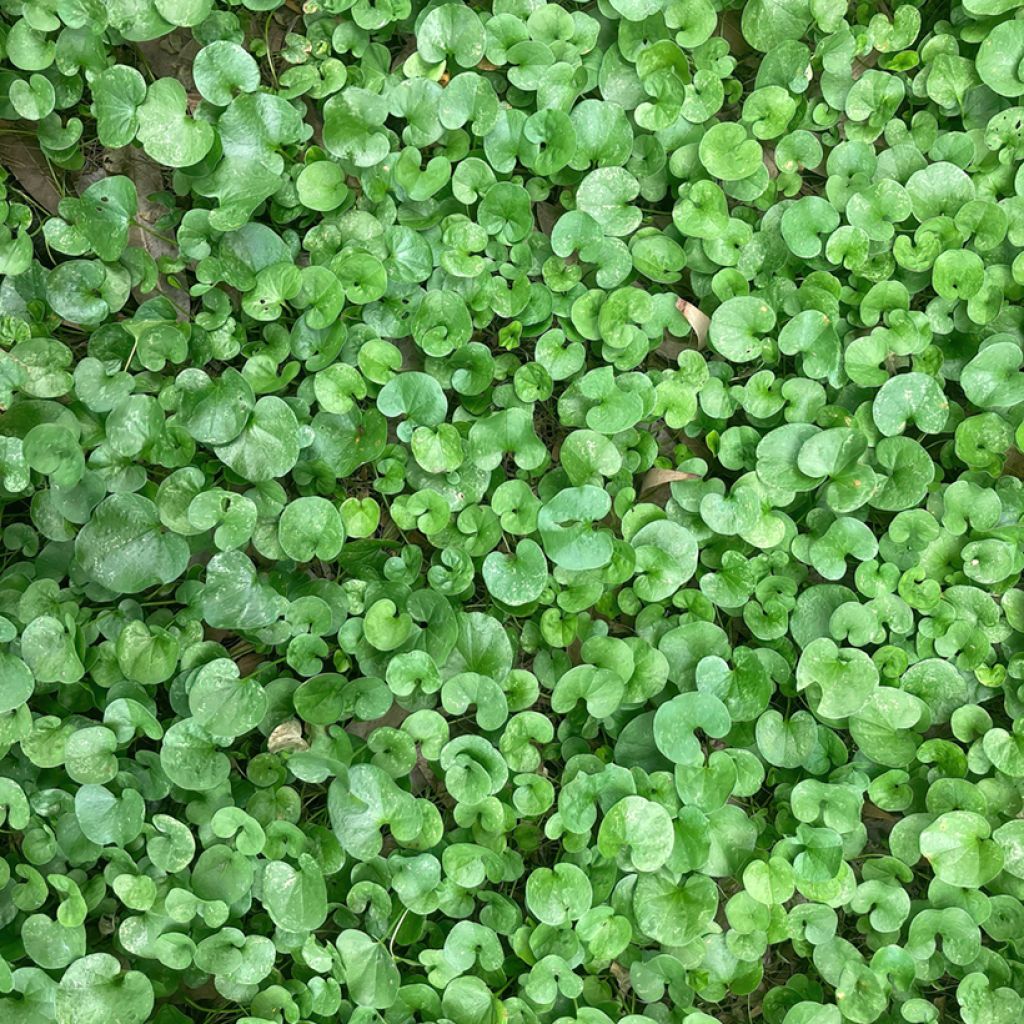 Graines de gazon Dichondra TURFLINE