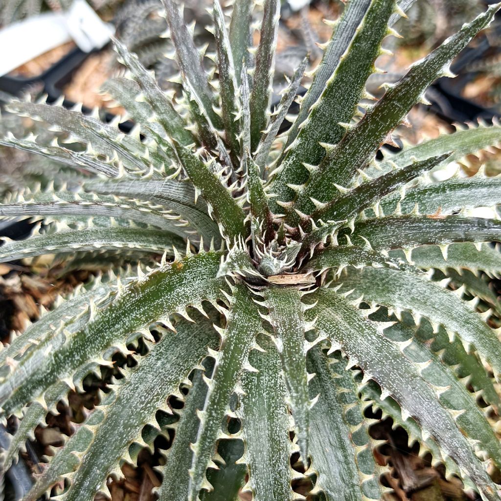 Dyckia Brittle Star - Broméliacée