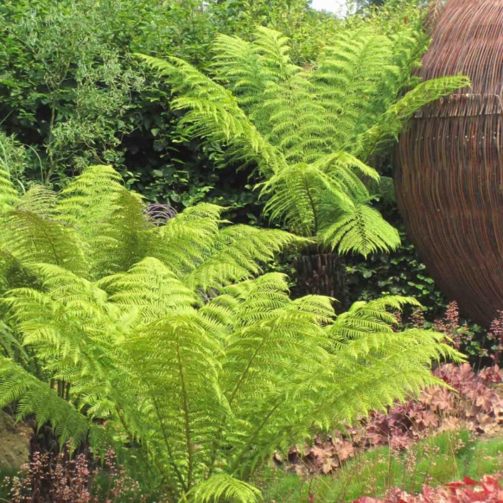 Fougère arborescente - Dicksonia antarctica