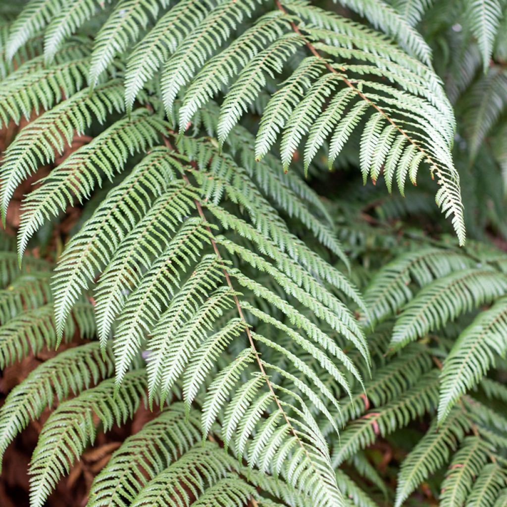 Dicksonia squarrosa - Fougère arborescente
