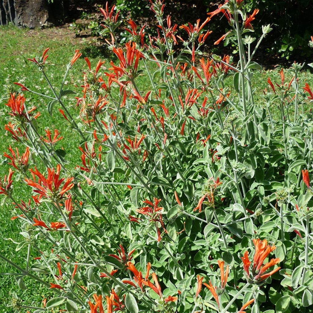 Dicliptera suberecta (squarrosa) - Justicia ou Jacobinia suberecta