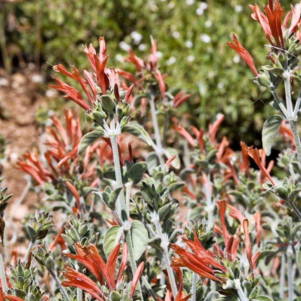 Dicliptera suberecta (squarrosa) - Justicia ou Jacobinia suberecta