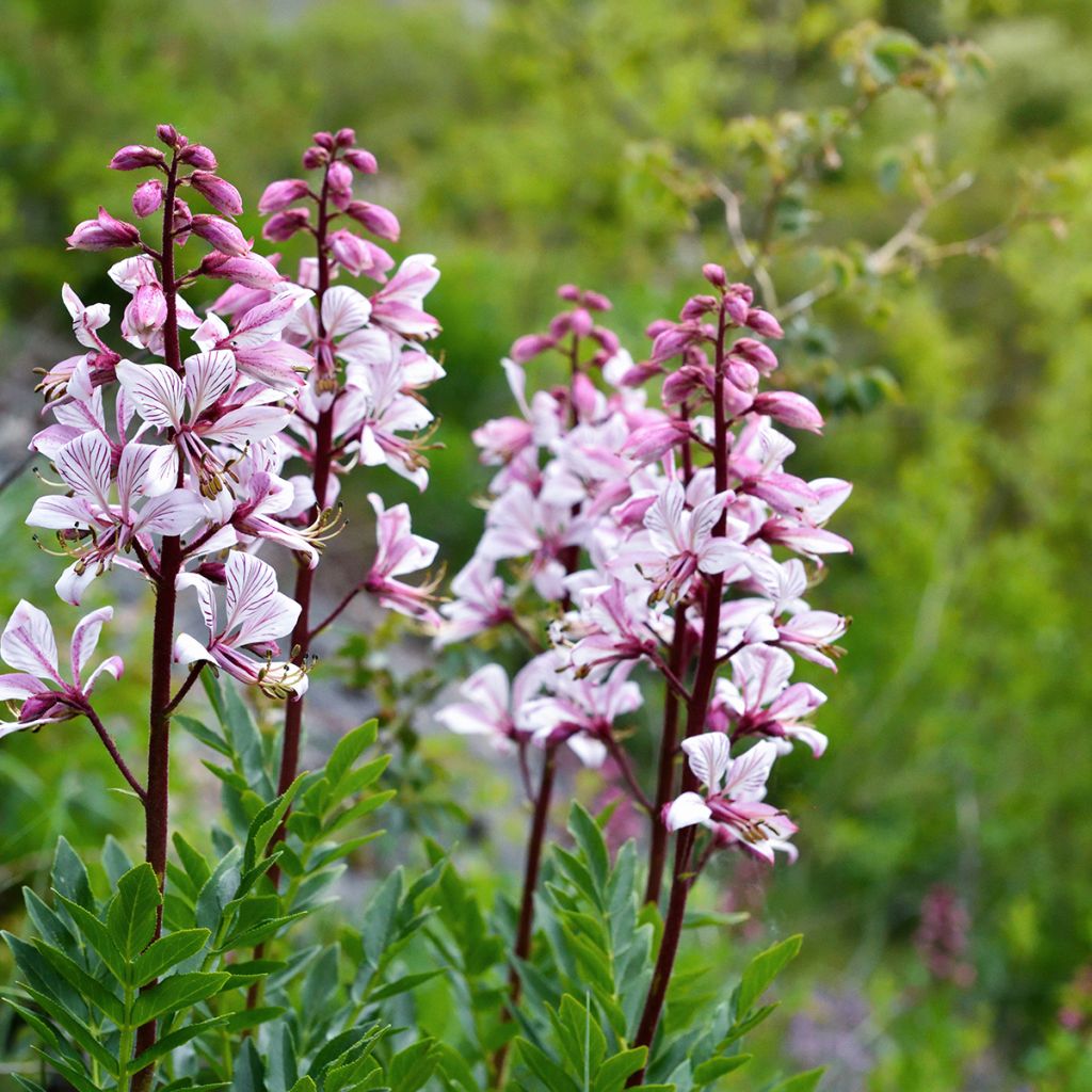 Dictamnus albus - Fraxinelle