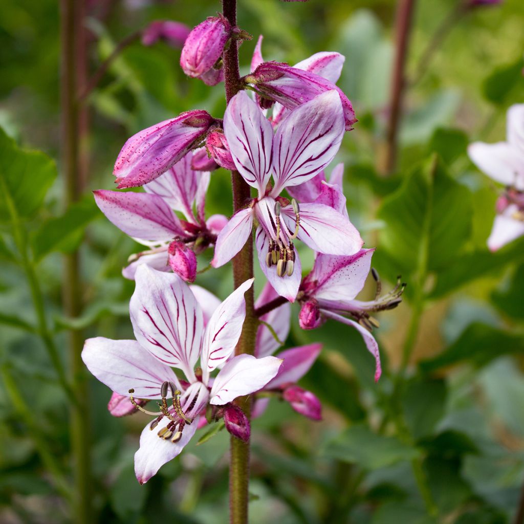 Dictamnus albus - Fraxinelle