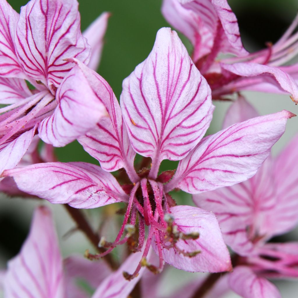 Dictamnus albus var. purpureus, Fraxinelle