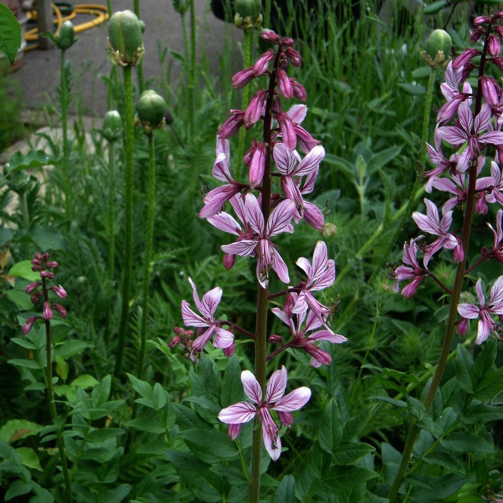 Dictamnus albus var. purpureus, Fraxinelle