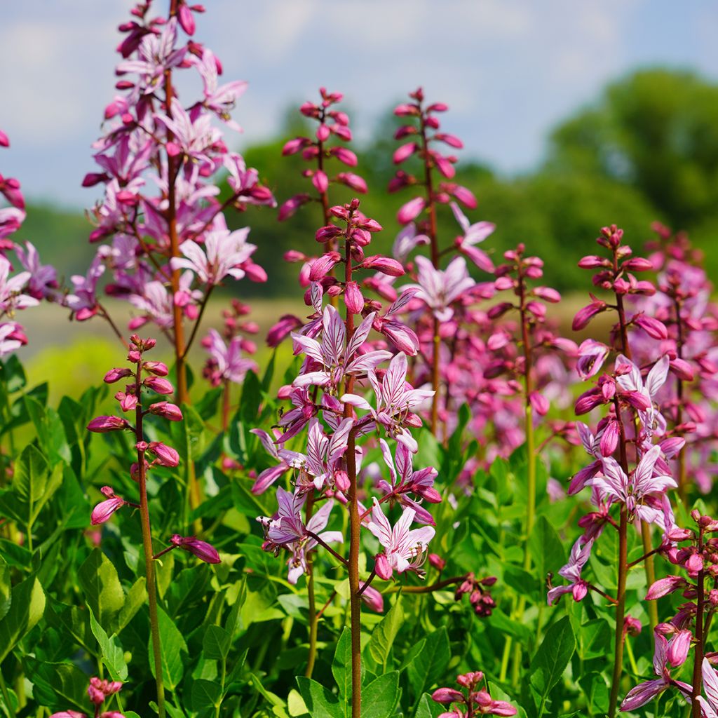 Dictamnus albus var. purpureus - Fraxinelle