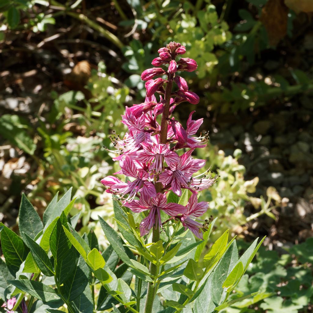 Dictamnus albus var. purpureus - Fraxinelle