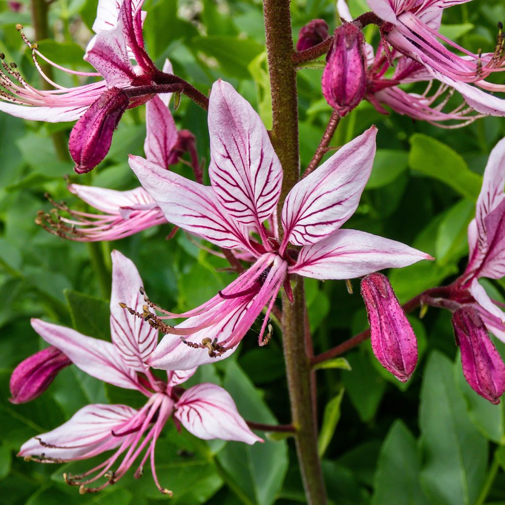 Dictamnus albus var. purpureus - Fraxinelle