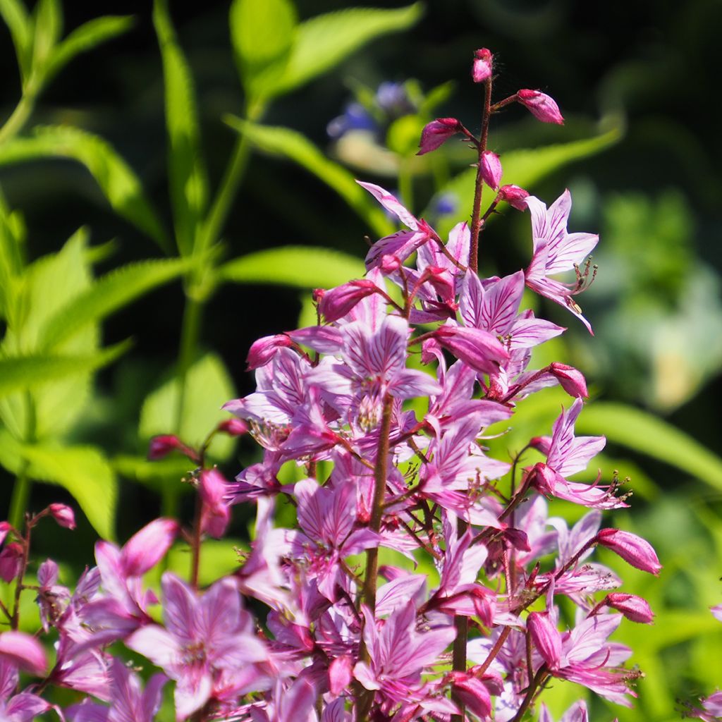 Dictamnus albus var. purpureus - Fraxinelle