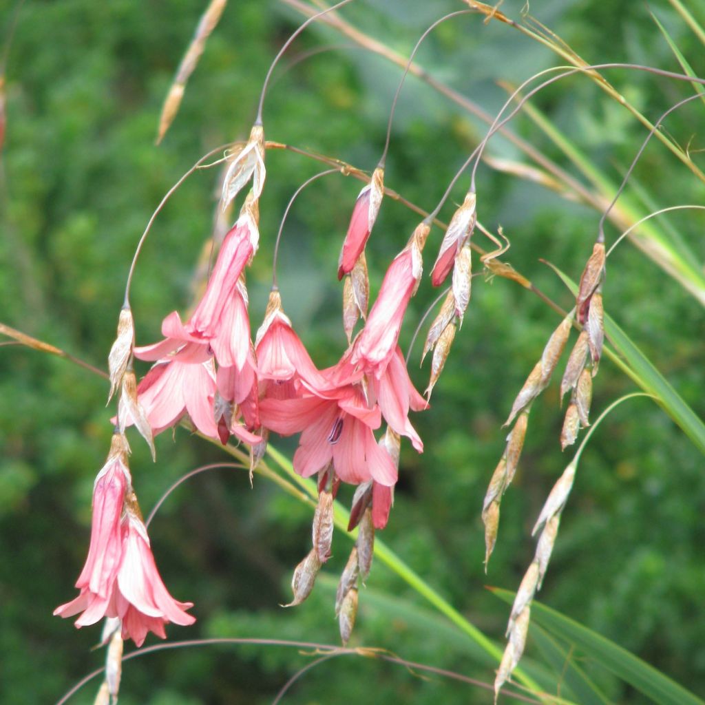 Canne à pêche des anges - Dierama igneum