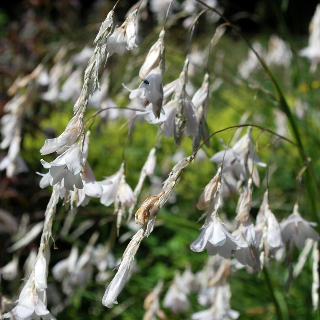 Dierama Alba - Canne à pêche des anges