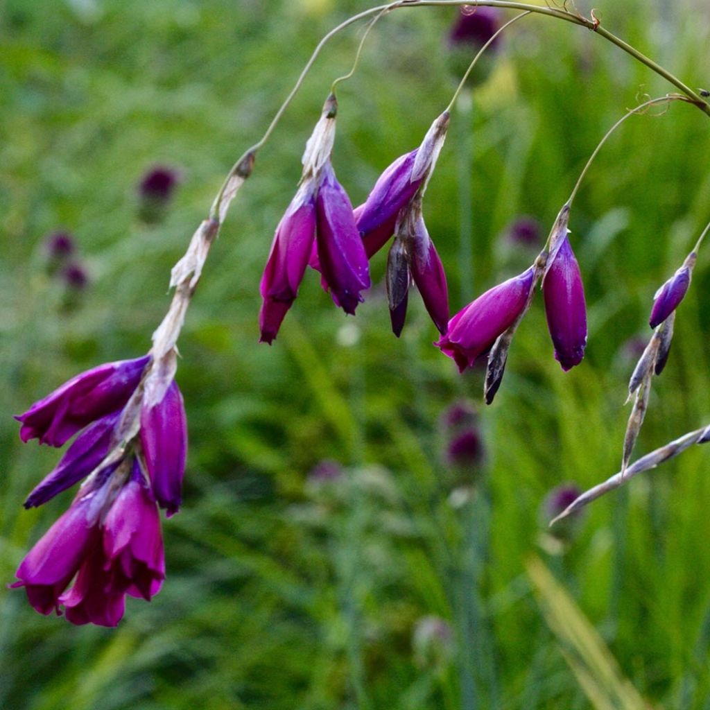 Dierama Dark Cerise - Canne à pêche des anges